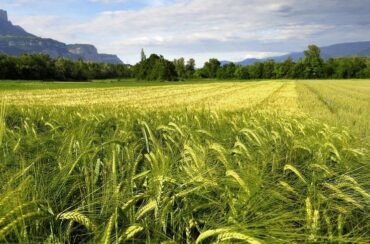 The BAD and UK finance a major Tunisian cereal project