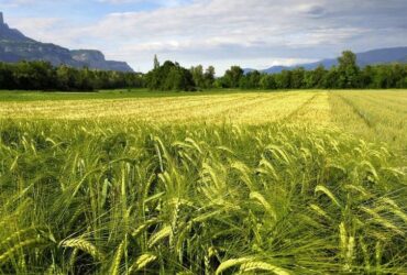 The BAD and UK finance a major Tunisian cereal project