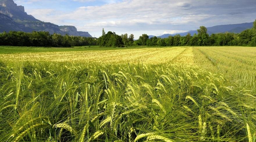 The BAD and UK finance a major Tunisian cereal project